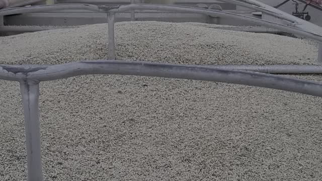 Loading barley on the truck