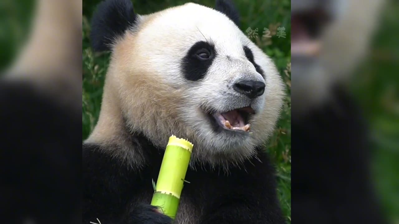 giant panda eating bamboo