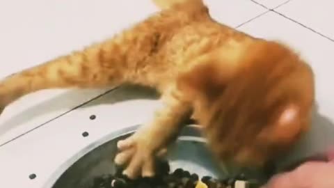 Cute #cat #videos Funny