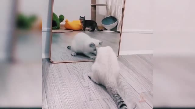 Cute Cats
