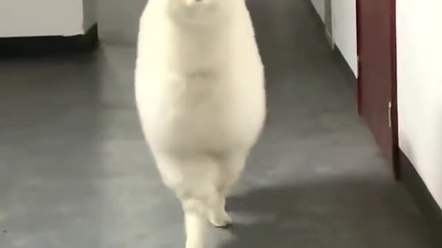 See the surprise at the end