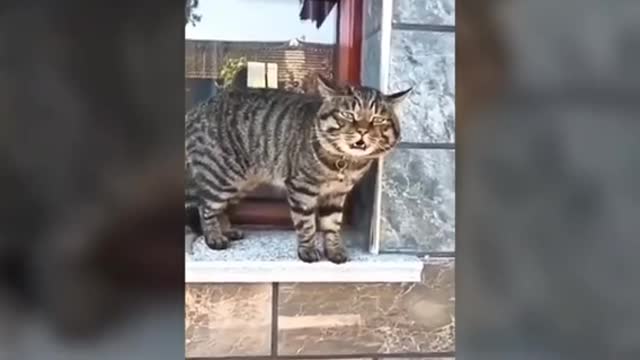 Funny cats