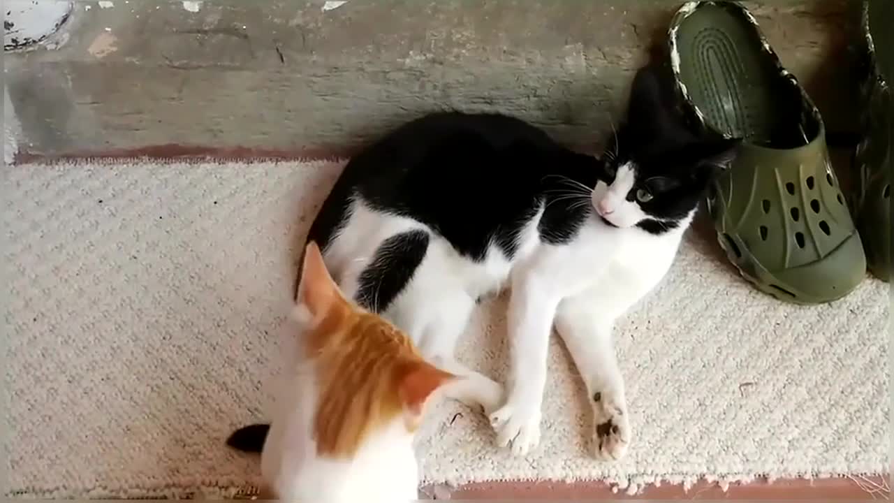 Funny & Cute Cat Compilation Video