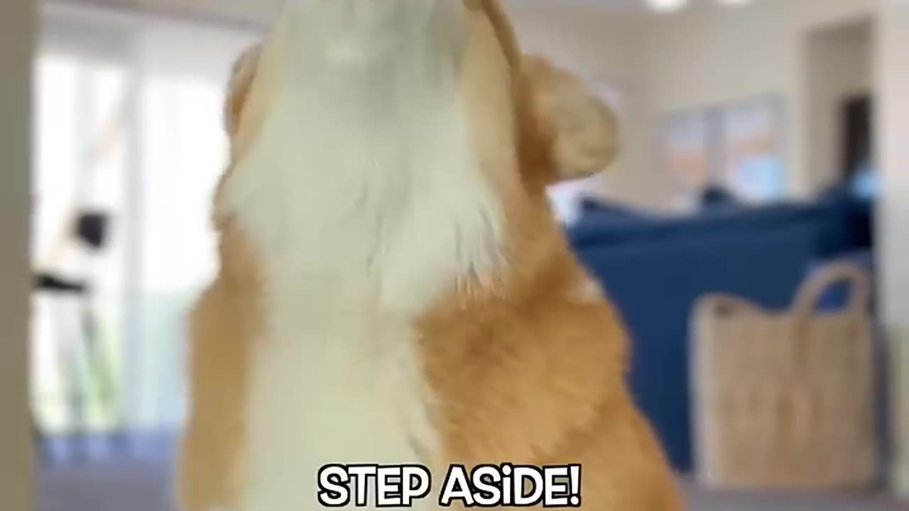 Dog Do All Work of Home