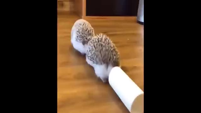 Cutest Moment Baby animals Videos Compilation