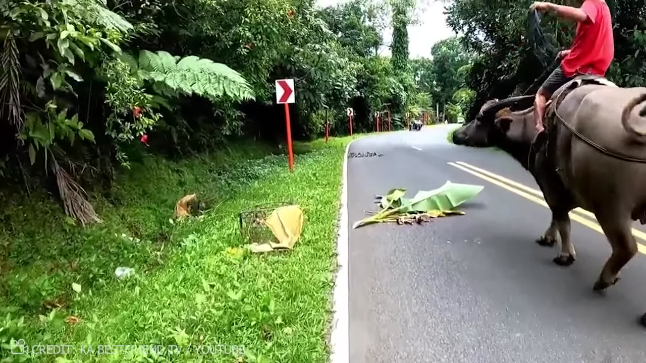 Biggest Bulls Ever Spotted On Camera!