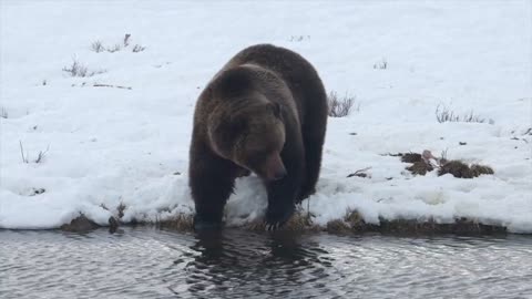 Grizzly Bear in Yellowstone National Park - March 2020