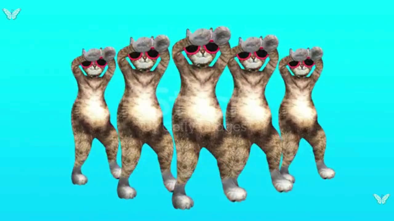 CATS DANCE