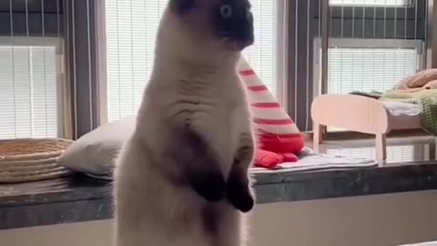 Cat funny 😂 video|•#shorts