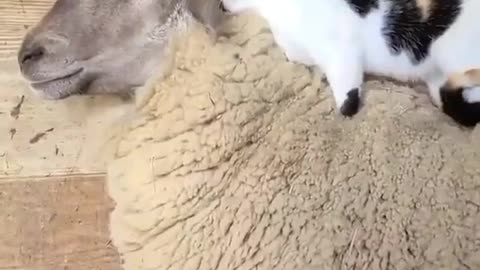 Cat gives sheep a massage🥺🥺😻😻😻