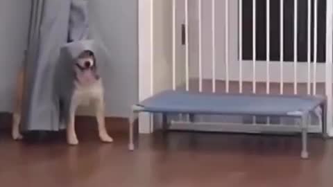 Funny Dog