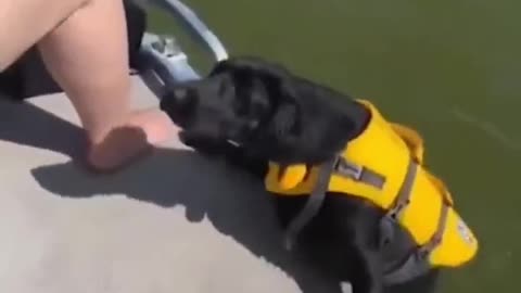 Funny animal video compilation