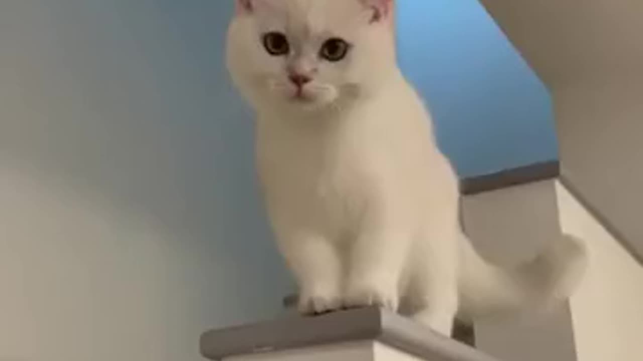 funny cat video cute lovely cat video 😀😘😘