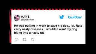 Rat causes chaos at NYC dog park