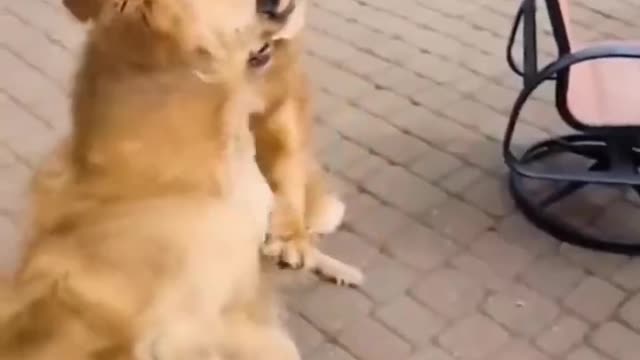 Best Funny Animal Videos 2022 - Funniest Cats And Dogs Video