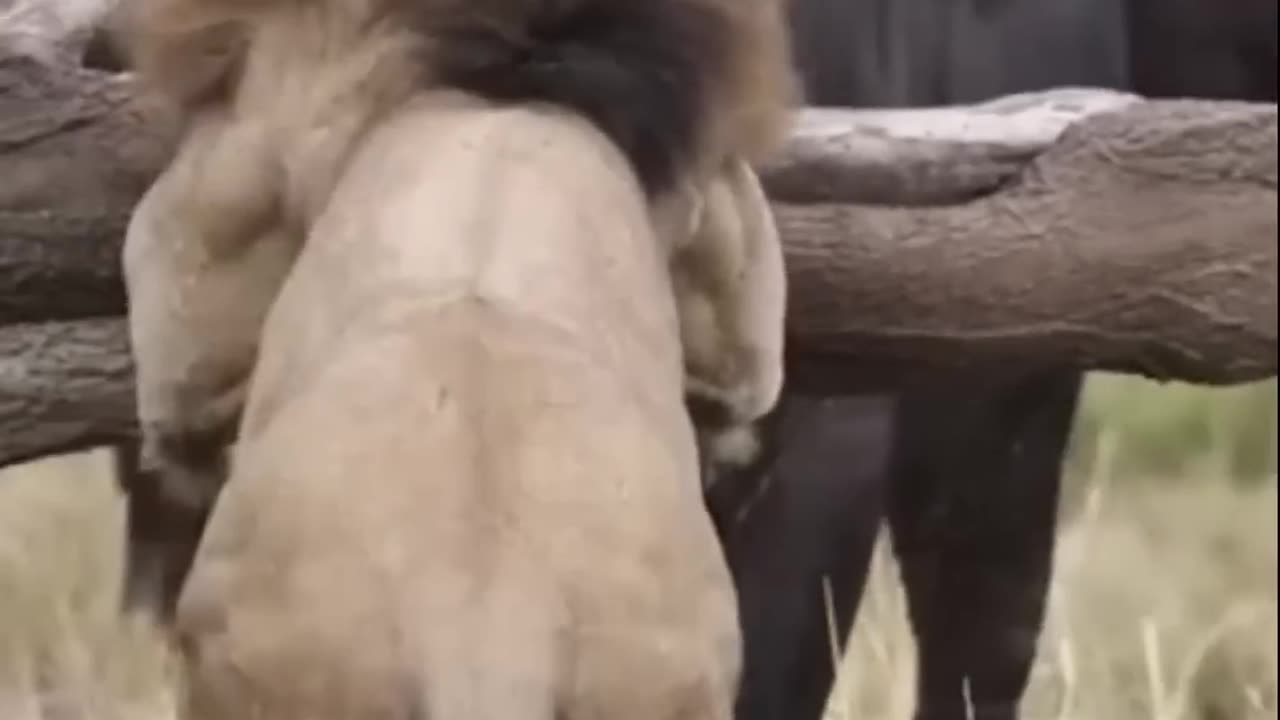 King of the Safari - Maybe not