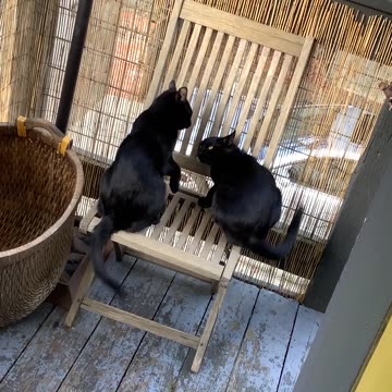 Fake fighting over a chair😉