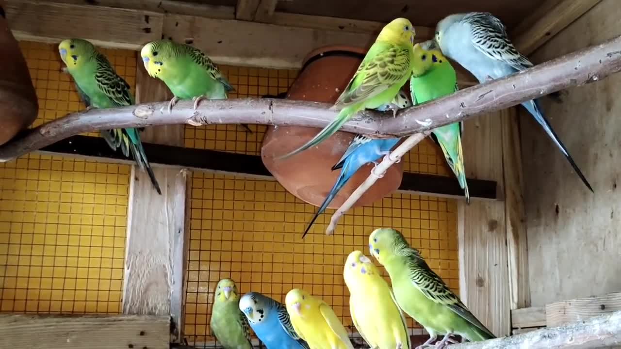 Australian Budgies Parrot Breeding Tips - Budgies Parrot Colony Cage Setup -Budgies Bird Food Listp