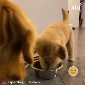 Little furball is convinced the bowl is a tiny swimming pool