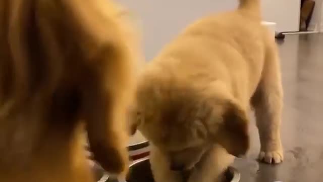 Little furball is convinced the bowl is a tiny swimming pool