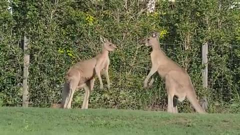 Viral kangaroo playing.