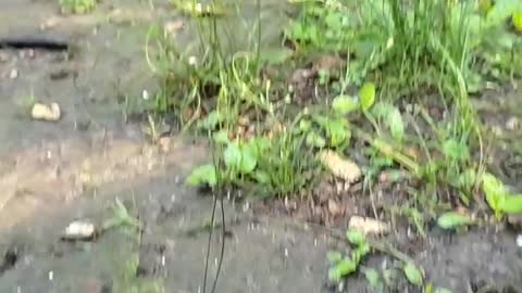 CUTE ANIMALS