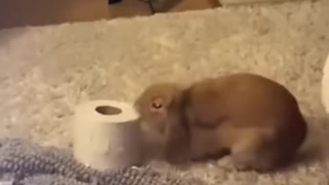 Funny crazy rabbit