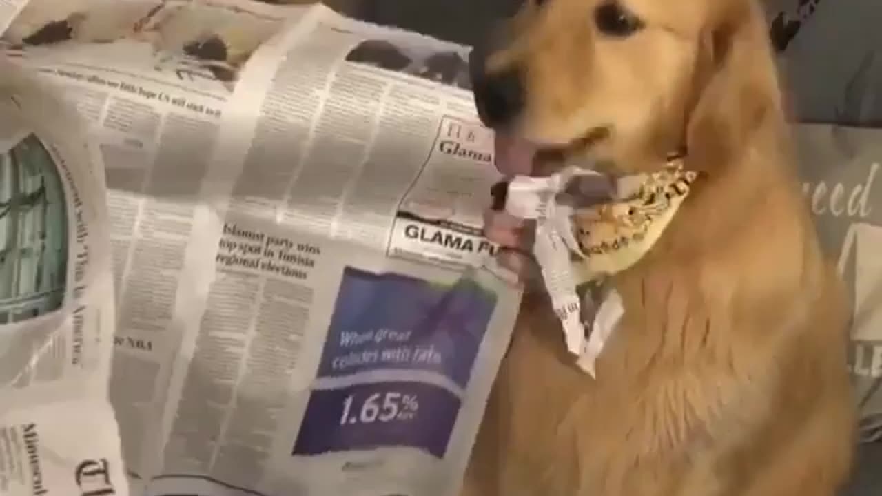 Funny animal videos|Cute animal videos |Funny dog&cat videos|Hilarious pet videos|Funny video