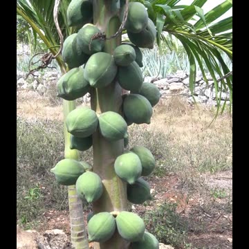 Samuel, my son really enjoys being in nature.