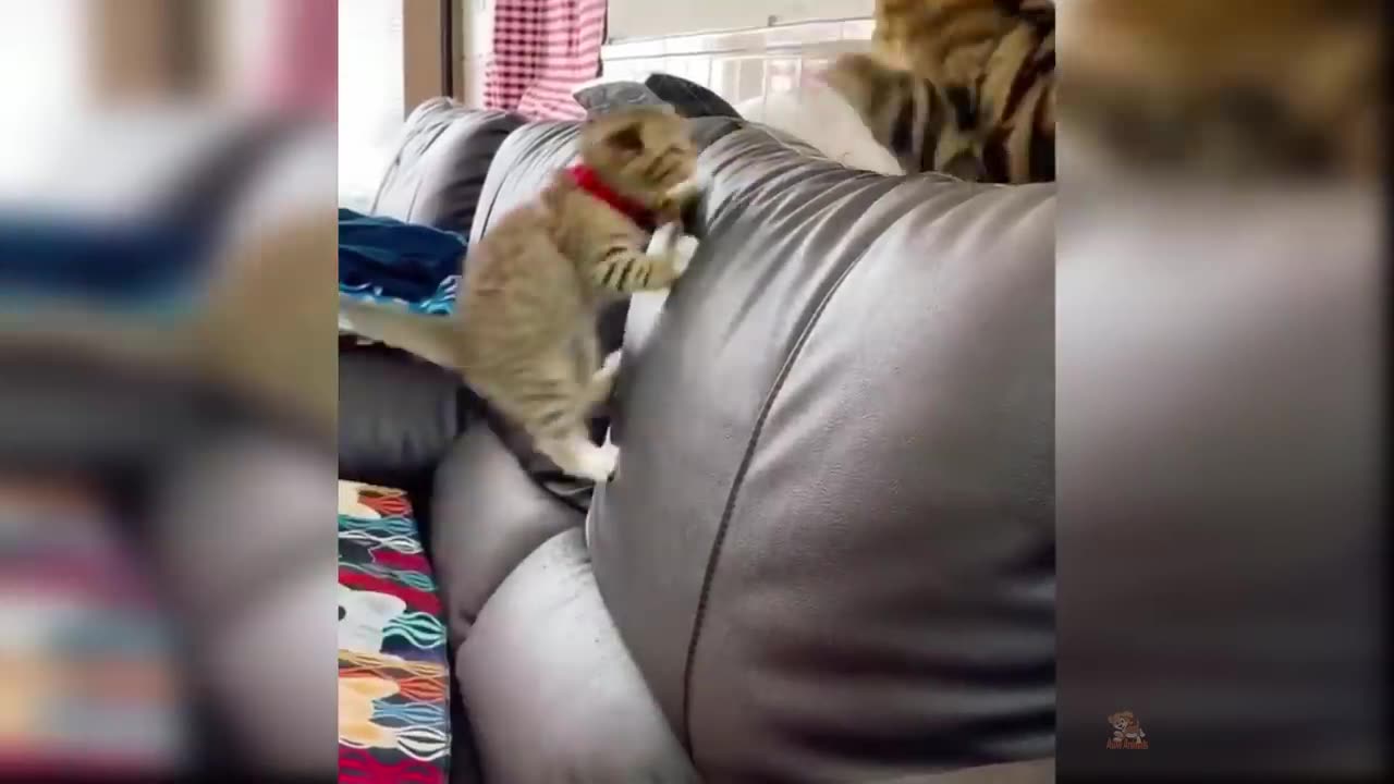 Funny Cat and Dog Videos That Will Make Your Day