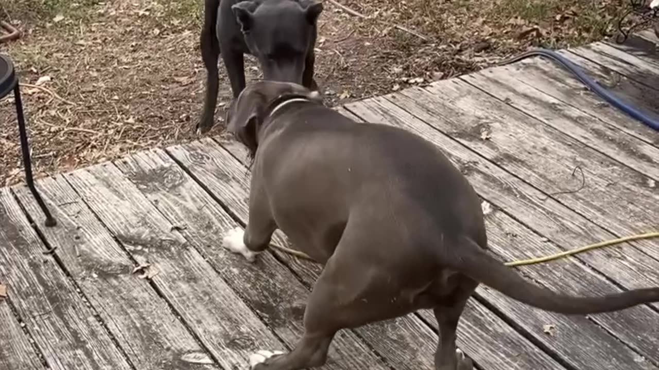 Dogs tug of war, Bumpy Roads RV Life