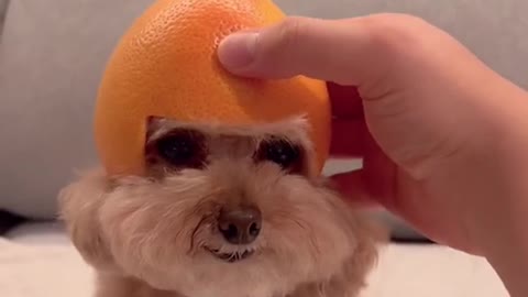 grr dog fanny