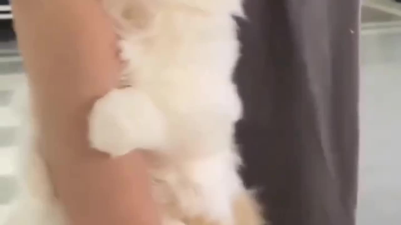 Cute kitty