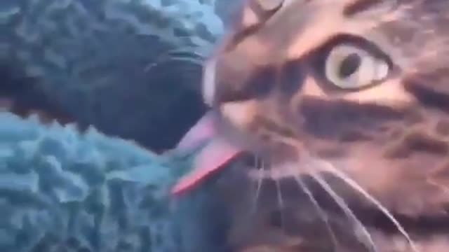 When your tongue stick on ice 😂 #short funny videos 15 seconds Mr Cat