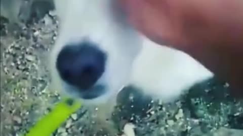 Funny Animals Compilation