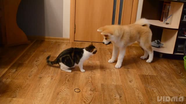 Funny cat with dog