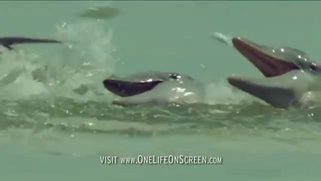 Dolphins trick fish with mud 'nets' - One Life - BBC_Cut