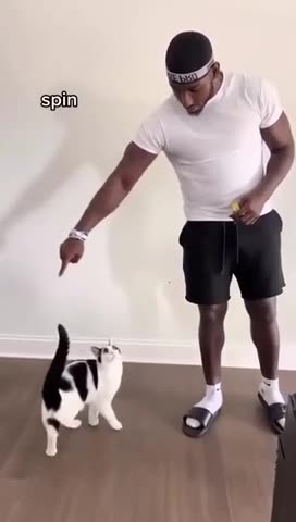 A cat does some tricks
