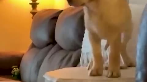 Funny animal videos of the day 🤣🤣