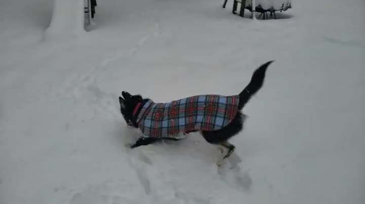 Alaskan husky playing in the snow!