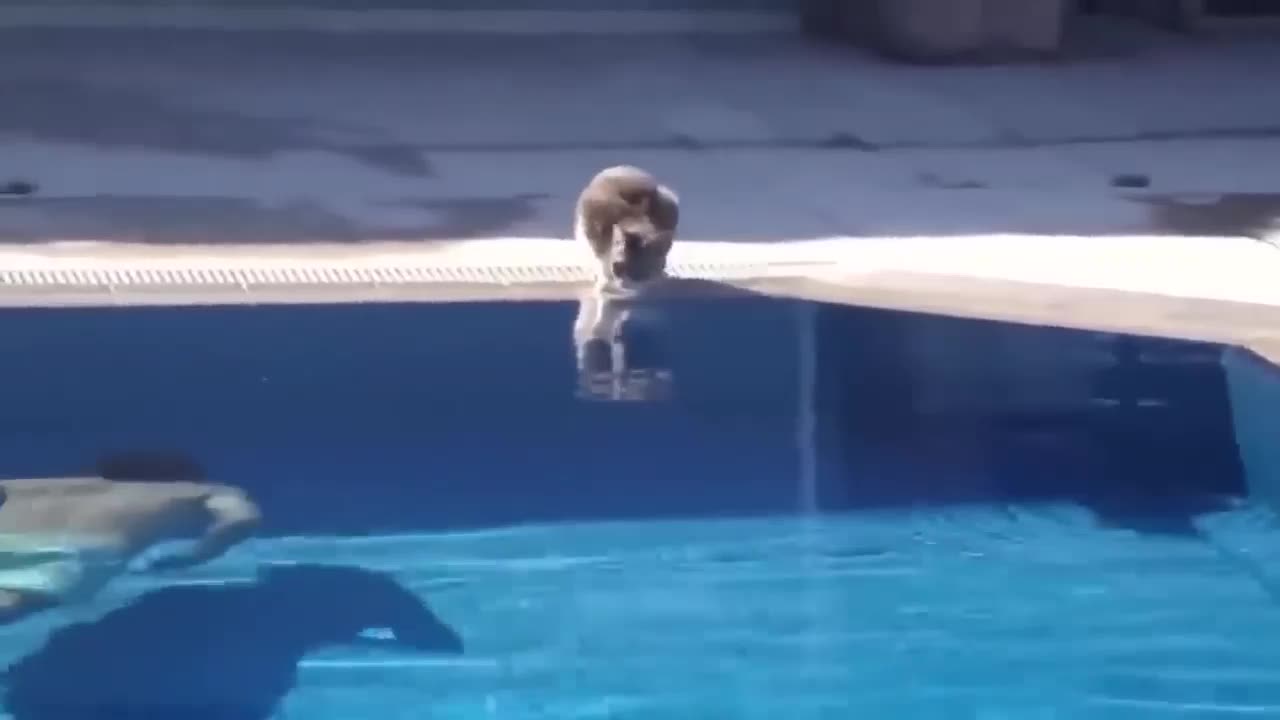 Funny Vids - Scared Cats.1