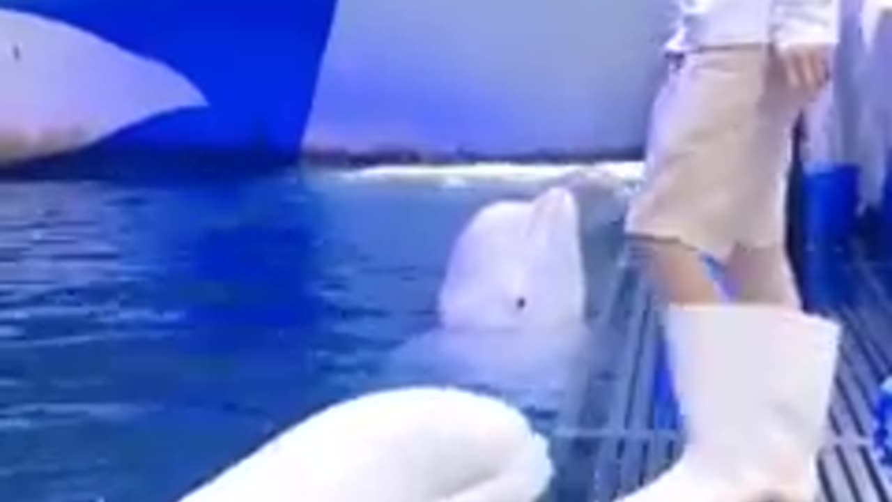 Cutest baby animals Videos Compilation Cute moment of the Animals - Cutest Animals