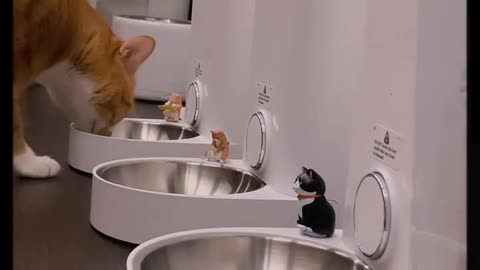 Funny cats