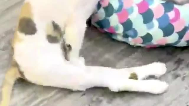 funny cat walking, 😹 - Don't try to hold back Laughter