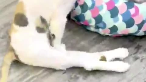 funny cat walking, 😹 - Don't try to hold back Laughter