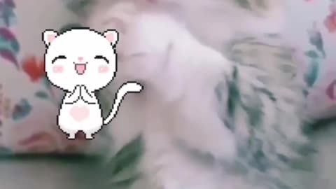 Funny Cute Kitne Cat Video - so sweet 🐱😻