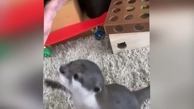 To die for Laughter 2020 - FUNNY FALLS - The Pets Babies more tender and beautiful Cute Baby Pets
