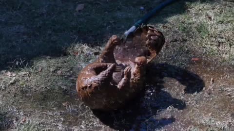 pangolin taking a delicious bath