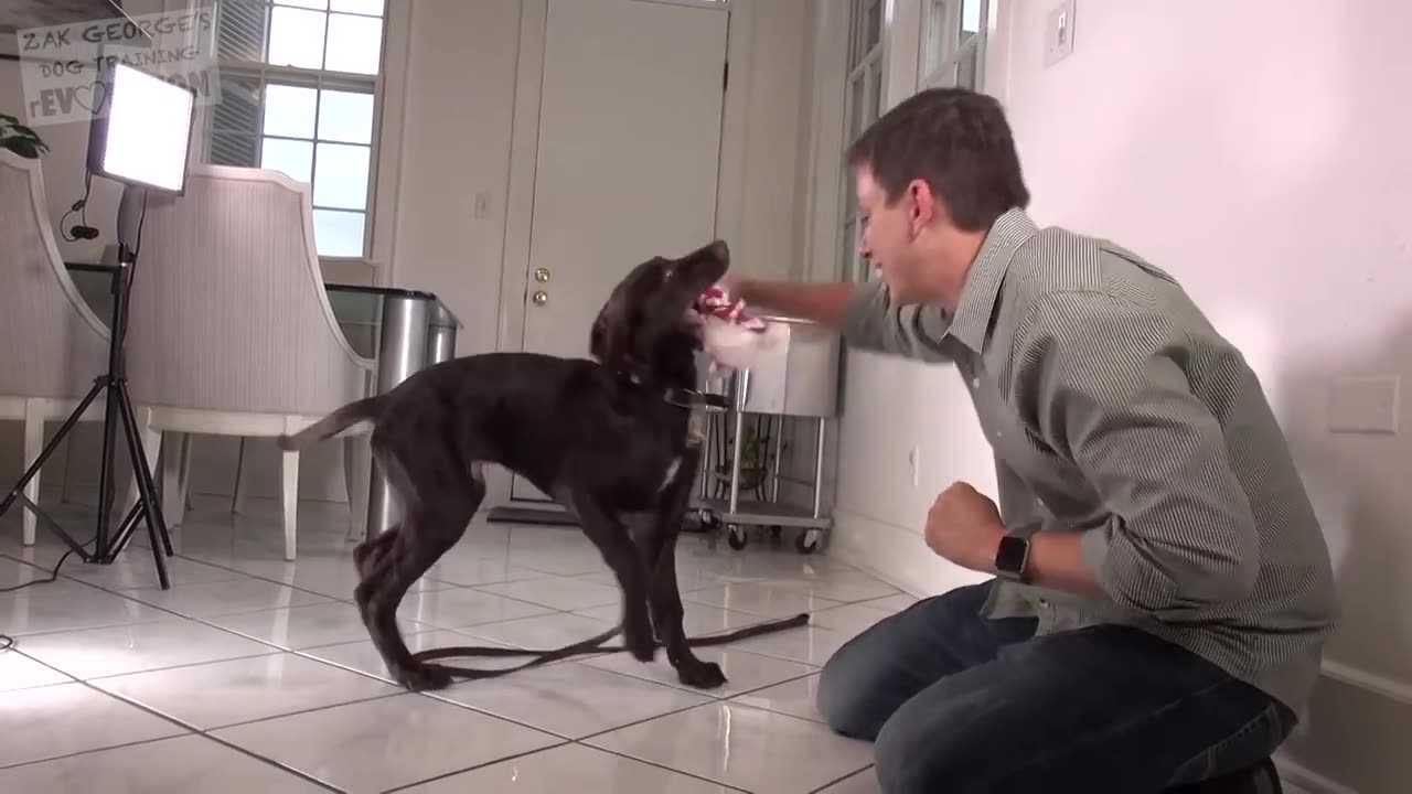 How to Train your Dog Without Force- Stop Puppy Biting, Pay Attention and Train Smarter!