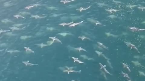 Huge shoal of sharks around oil ring #